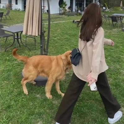 瘦虎肥龙